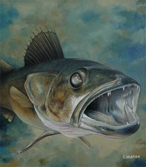 Walleye Catfish Painting, Catfish Art, Flathead Catfish, Trout Painting, Fish Paintings, Trout Art, Fly Fishing Art, Fish Artwork, Mouth Drawing