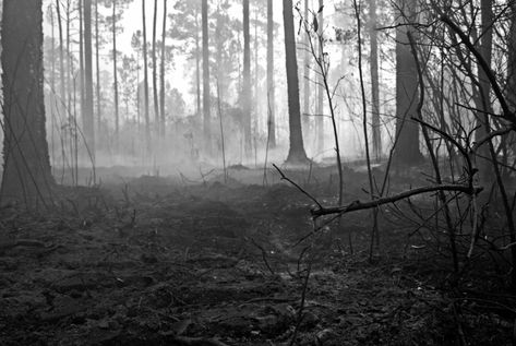 Burnt Forest, Dead Forest, Growth And Decay, All Falls Down, Russian Painting, Mystical Forest, Forest Floor, Forest Fire, Magic Book