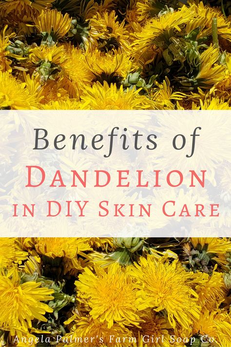 Dandelion Oil Diy, Dandelion Skincare Recipes, Dandelion Uses And Benefits, Dandelion Face Cream, Dandelion Salve Benefits, Dandelion Oil Benefits, Dandelion Tincture Benefits, What To Do With Dandelions, Dandelion Benefits Health