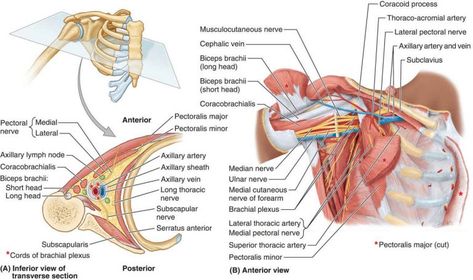 Axilla contents, Axillary lymph nodes & Stages of the plexus Axilla Anatomy, Axillary Lymph Nodes, Brain Anatomy And Function, Cancellous Bone, Axillary Nerve, Nerve Anatomy, Subclavian Artery, Basic Anatomy, Medical Study