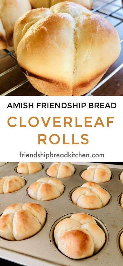 Amish Starter Bread Recipes, No Starter Amish Friendship Bread, Amish Friendship Bread Starter Uses, Friendship Bread Starter Uses, Amish Friendship Bread Cinnamon Rolls, Recipes With Amish Friendship Bread Starter, Amish Friendship Bread Starter Recipes Muffins, Recipes With Amish Bread Starter, Amish Bread Recipes From Starter