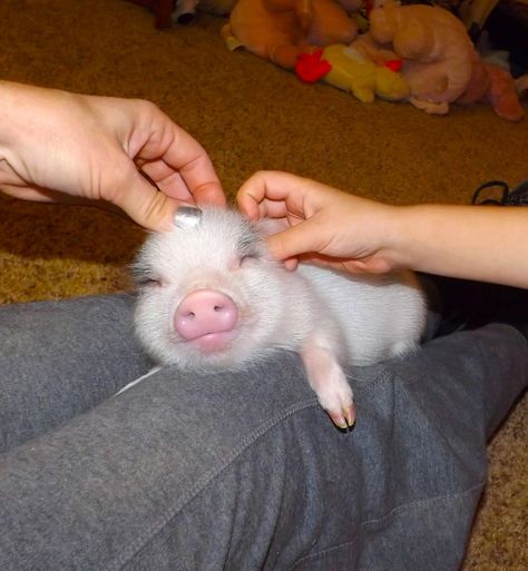 pic from AZ micro mini pigs facebook. some pigs like gettin' pet~ Pigs Videos, Mini Potbelly Pigs, Mini Pigs For Sale, Pig Videos, Micro Pig, Tiny Pigs, Pig Gif, Micro Pigs