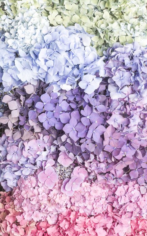 Hydrangea Wallpaper Iphone, Hydrangea Aesthetic Wallpaper, Pastel Aesthetic Flowers, Highlights Over 50, Hydrangea Lockscreen, Hydrangeas Aesthetic, Hydrangea Wallpaper Backgrounds, Wallpaper Hydrangea, Wallpaper Backgrounds Hydrangea