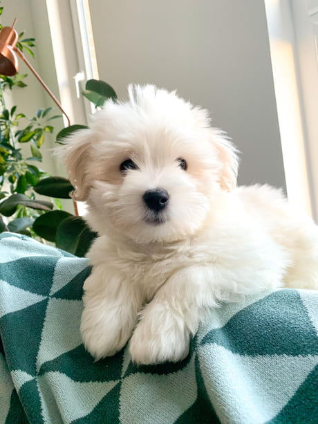 Discover the financial aspects of owning a Coton de Tulear. From adoption fees to grooming and healthcare, plan responsibly for this charming breed. 🐾 #CotonDeTulearLove #CotonDeTulearPuppy #CotonDeTulearLife #CotonDeTulearCutie #CotonDeTulearNation #CotonDeTulearObsessed #CotonDeTulearCommunity #CotonDeTulearAdventures #CotonDeTulearGang #CotonDeTulearFamily Maltese Dogs Aesthetic, White Maltipoo, Cotton De Tulear, White Dog Breeds, Coton De Tulear Puppy, White Fluffy Dog, Coton De Tulear Dogs, Healthcare Plan, Pig Dog