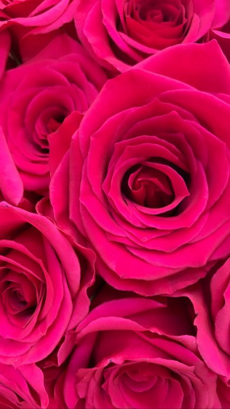 Fuchsia Pink Wallpaper Iphone, Hot Pink Roses Wallpaper, Cerise Pink Aesthetic, Roses Phone Wallpaper, Pink Roses Wallpaper, Flowers Dp, Pink Glitter Wallpaper, Flower Background Design, Red Roses Wallpaper