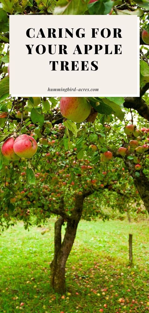 Learn everything you need to know about apple tree care for your backyard apple trees. From planting to pruning to fertilizing and MORE! Pruning An Apple Tree, How To Trim An Apple Tree, Apple Tree Pest Control, Apple Tree Landscaping Ideas, How To Plant An Apple Tree, Fruit Tree Care, How To Care For Apple Trees, Caring For Apple Trees, Apple Tree Backyard