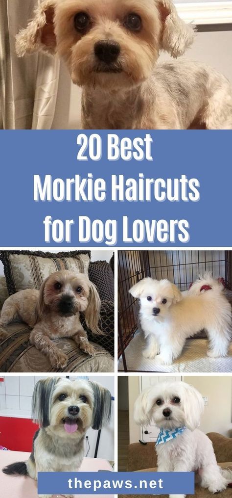 Looking for a grooming style for your MorkieTake a look at these 20 best Morkie haircuts that will look good on your fur baby Cute Morkie Haircuts, Morkie Grooming Styles, Morkie Teddy Bear Haircut, Morkie Puppies Haircuts, Mohawk Dog Haircut, Small Dog Haircuts Style, Morky Puppy, Morkie Poos, Morkie Haircut Hairstyles Teddy Bears