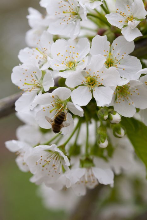 Natal Plum, Prunus Avium, Persian Silk Tree, Weeping Trees, Orchid Show, Greenhouse Plants, Wild Cherry, Silk Tree, Cherry Trees