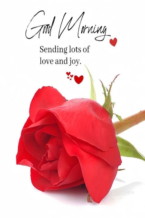 Sending Lots Of Love, Good Morning Rose Images, Morning Massage, Latest Good Morning Images, Good Morning Dear Friend, Love Good Morning Quotes, Good Morning Greeting Cards, Good Morning Flowers Rose, Good Morning Coffee Gif