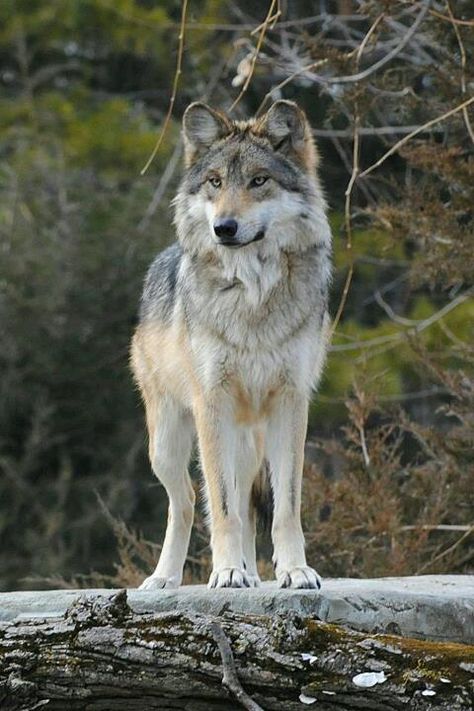 Tala is a light grey and tan she-wolf! her parents are the alphas and she is next in line to lead! She has a crush on Talon! A Wolf, In The Woods, Trees, Forest, Log