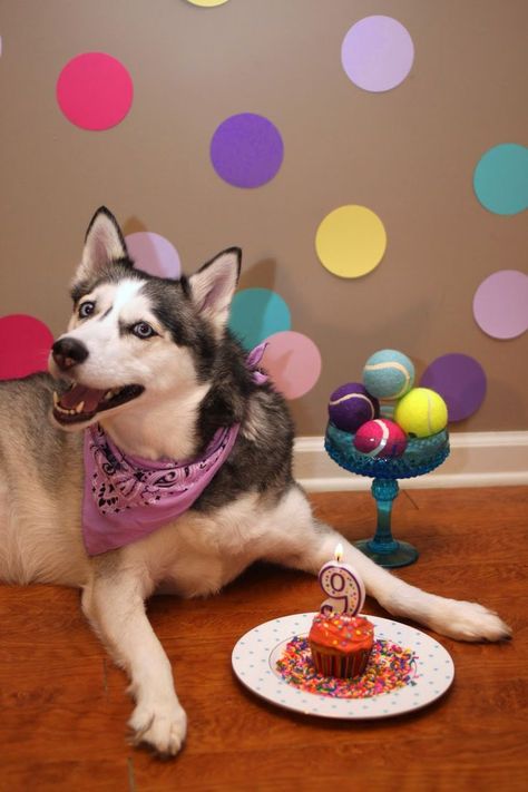 Dog Birthday Quotes, Dog Birthday Photoshoot, Dog Birthday Pictures, Puppy Dog Birthday Party, Doggy Birthday, Happy Birthday Dog, Pet Birthday, Pregnant Dog, Dog Birthday Cake