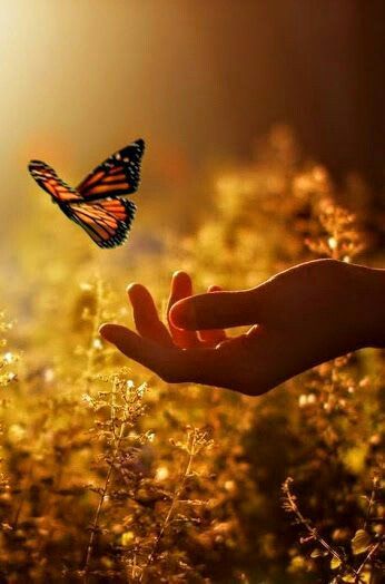 flower of compassion on Twitter: "There's no art which is more peaceful than the art of letting things go pic: @Eagleeye47 https://t.co/FDK3wtfX5L" Perfectionism, Foto Art, Jolie Photo, Alam Yang Indah, Health Awareness, A Butterfly, Image Hd, Beautiful Butterflies, Paint By Number