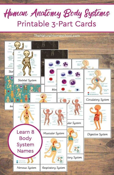 Human Anatomy Body Systems Printable 3-Part Cards https://www.thenaturalhomeschool.com/human-anatomy-body-systems-printable-3-part-cards.html My children and I have been learning about the human body and they have been extra interested, so I made some fun interactive human body systems activities for them! In this post, we will be … #homeschool #homeschooling #learningfun #learning Human Anatomy Homeschool, Human Body Systems Projects Middle School, Human Body Systems Activities, Teaching Body Systems, Body Systems Activities, Human Body Homeschool, Human Body Vocabulary, Grade 5 Human Body Systems, Human Body Unit Study