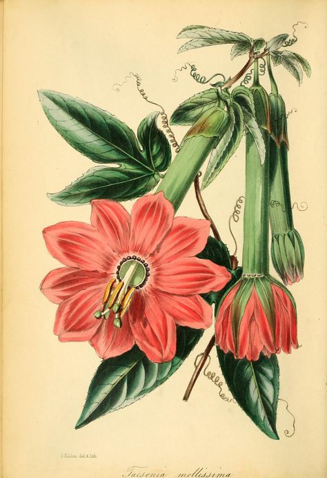 Passion flower vine. Passiflora mollissima (1846) Illustration Botanique Vintage, Peony Illustration, Red Peony, Botanical Illustration Vintage, Illustration Botanique, Botanical Print Set, Botanical Decor, Vintage Botanical Prints, Scientific Illustration