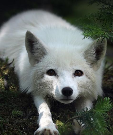 Artic Fox Aesthetic, Snow Fox Aesthetic, Arctic Fox Aesthetic, White Fox Aesthetic, Nature Aesthetic Animals, White Fox Art, Fox Therian Pfp, White Foxes, Photo Compilation