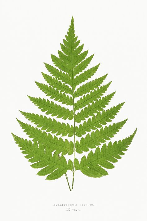 Fern Illustration, Green Wall Decor, Leaf Illustration, Minimalist Wall Decor, Illustration Vintage, Picture Hangers, Art Licensing, Leaf Art, Antique Prints