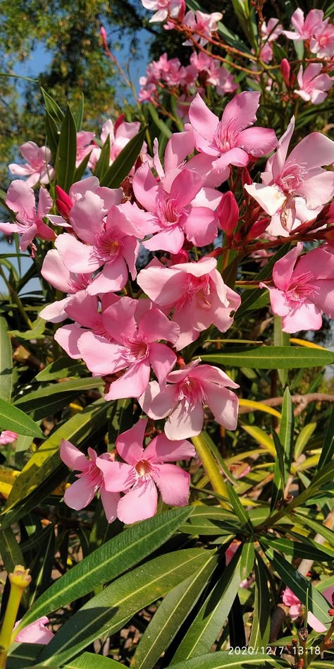 Nerium Oleander Tattoo, Oleander Aesthetic, Oleander Tattoo, Oleander Flower, Nerium Oleander, Reference Items, Flower Sleeve, Beautiful Nature Wallpaper Hd, Aesthetic Roses