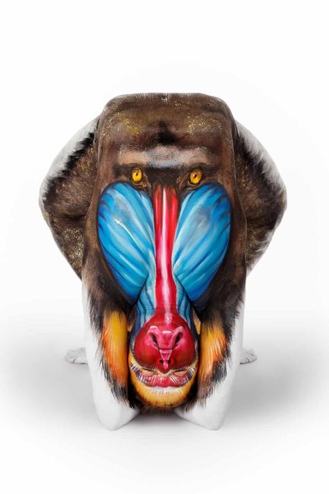 Twitter Mandrill, Human Canvas, Animal Magic, Illusion Art, Human Art, Hand Art, Woman Painting, Face Art, Optical Illusions