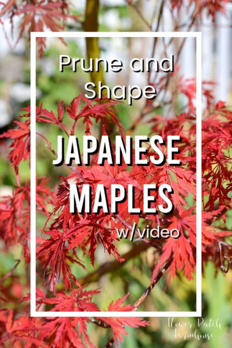 How To Shape A Japanese Maple Tree, Japanese Maple Pruning, How To Prune A Japanese Maple Tree, Prune Japanese Maple Tree, Pruning Japanese Maples Trees, Japanese Maple Tree Care, Pruning Bushes, Asian Backyard, Japenese Maple