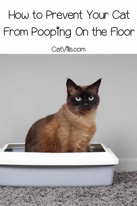 Best Litter Box, Cleaning Litter Box, Cat Health Care, Cat Pee, Cat Toilet, Healthy Cat, Cat Care Tips, Natural Cat, Cat Parenting