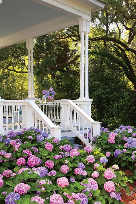 Southern Hydrangeas - 17 Dreamy Hydrangea Gardens That Have Us So Ready for Spring - Southernliving. There’s nothing more Southern than a wide front porch—unless, of course, that front porch is seemingly built on a foundation of hydrangeas.  See Pin French Hydrangea, Hydrangea Landscaping, Limelight Hydrangea, Hydrangea Garden, Hydrangea Purple, Landscape Designs, Have Inspiration, Seasonal Garden, Garden Cottage