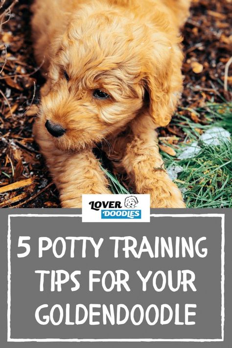 Goldendoodle Training Puppies, Golden Doodle Training Tips, Training Goldendoodle Puppy, Rocky Training, Potty Training Puppies, Goldendoodle Training, Teddy Bear Goldendoodle, Mini Goldendoodles, Daisy Doodle