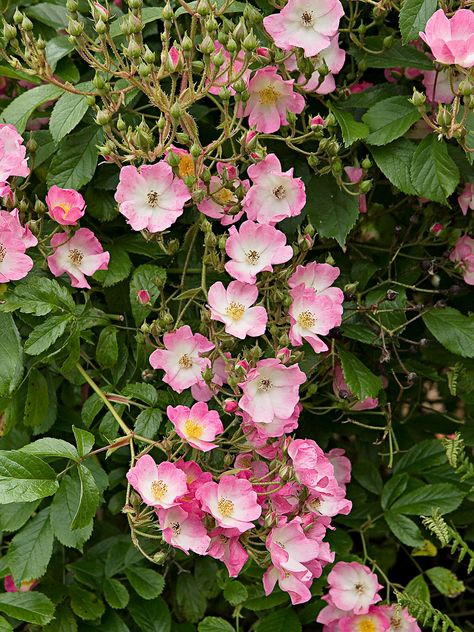 Rose Ballerina, Pruning Shrubs, Types Of Shrubs, Types Of Roses, Shrub Roses, Low Maintenance Plants, Cottage Garden, Pink Roses, Front Yard