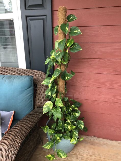 pothos moss pole after 1 season outdoors Pothos Trellis, Plant Climbing Pole, Modern Indoor Plants, Pothos In Water, Tall Potted Plants, Pothos Plant Care, Money Plants, Gardening Design Diy, Easy House Plants