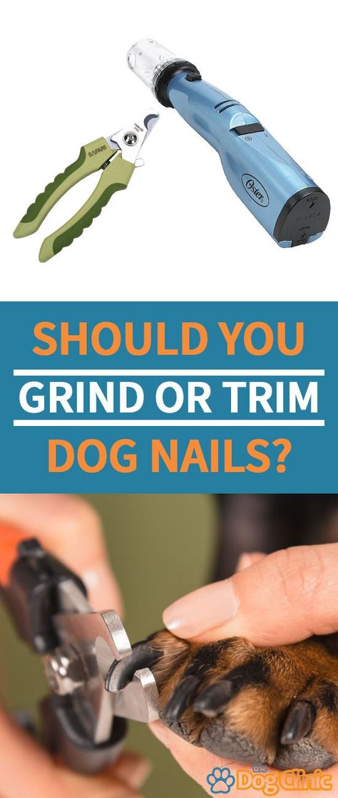 Not sure whether to choose a dog nail clipper or grinder? Here's a complete guide to grinders and clippers, including advantages, differences, and tips for choosing the right option for your pet. #doggrooming #doggrinders #dogs Cut Dog Nails, Dog Paw Care, Dog Clinic, Trimming Dog Nails, Dog Brush, Dog Remedies, Dog Nail Clippers, Dog Clippers, Dog Grooming Tips