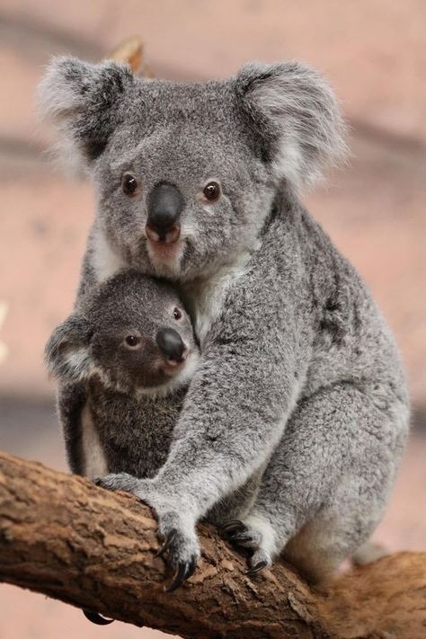 Mother And Baby Animals, Koala Bears, Baby Koala, Baby Animals Pictures, Koala Baby, Australian Animals, Sweet Animals, Koala Bear, Nature Animals