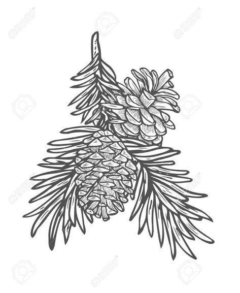 Pine Branch Drawing, Pinecone Tattoo, Pine Cone Drawing, Pine Tattoo, Branch Drawing, Lillies Tattoo, Branch Tattoo, Witch Tattoo, Floral Tattoo Sleeve