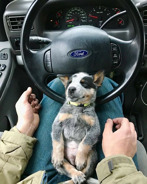 Asleep At The Wheel, Cattle Dog Puppy, Aussie Cattle Dog, Heeler Dogs, Red Heelers, Blue Heeler Puppies, Heeler Puppies, Blue Heeler Dogs, Cute Animals Puppies