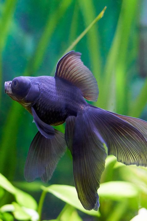 Goldfish is easily among the very first fish species to be kept by humans as a pet. Goldfish Breeds, Goldfish Species, Goldfish Breeding, Black Goldfish, Goldfish Types, Moose Pictures, Fancy Fish, Cool Fish Tanks, Cool Fish