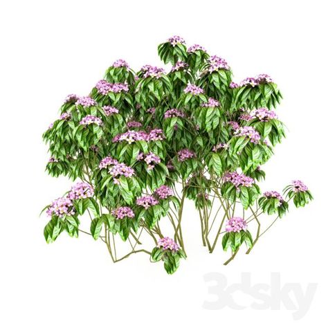 Spirea Bumalda Landscape Rendering, Arch Presentation, Photoshop Resources, Painting Texture, Model Furniture, Landscape Projects, Texture Painting, Landscape Architecture, Presentation