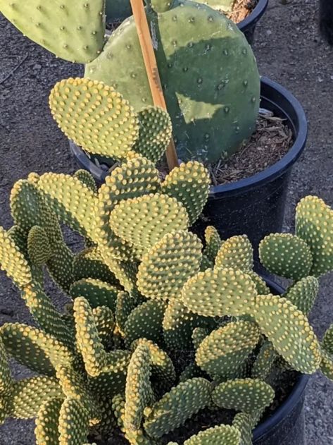 Blue Candle Cactus, Types Of Cactus Plants, Rat Tail Cactus, Kinds Of Cactus, Types Of Cactus, Rainbow Cactus, Desert Ecosystem, Rock Cactus, Golden Barrel Cactus