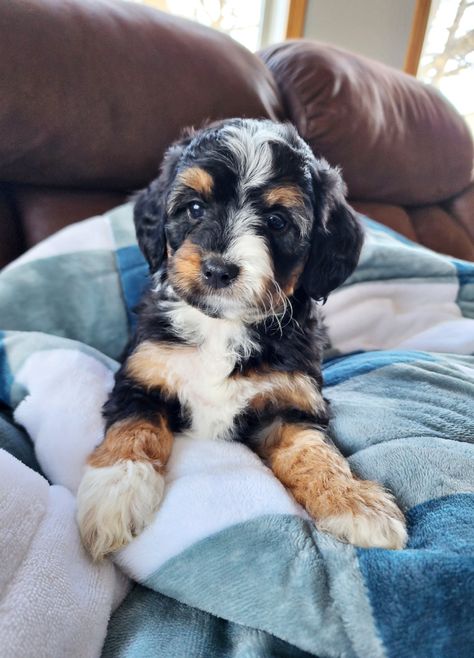 Mini Ausidoodle Puppies, Mini Aussiedoodle Puppy, Mini Ausidoodle, Aussiedoodle Mini, Mini Aussiedoodles, Pretty Doodles, Aussie Doodle Puppy, Dog Breeding Business, Aussie Doodle