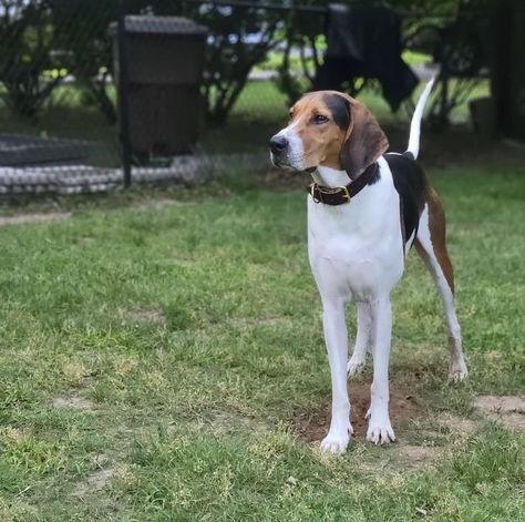 This hound dog is a descendant of the English Foxhound. Given their incredible hunting abilities, the Walker was an invaluable tool for hunters. They earned their name because they would trail game very quickly and keep the animal in a tree until their hunter counterpart arrived. These dogs will always be among the fastest dogs in the dog park, as their long muscular legs and ideal runner build allows them to cover tons of ground with minimal effort. English Foxhound, Walker Coonhound, Treeing Walker Coonhound, Muscular Legs, Purebred Dogs, Good Neighbor, The Fox And The Hound, Hound Dog, Dog Park