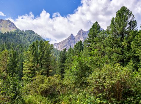 Green Mountain Taiga by zhaubasar. Green mountain taiga. Centennial Siberian pine trees and small shrubs on edge of forest. Tunkinsky National Park. Bur... #AD #Centennial, #taiga, #pine, #Siberian Edge Of Forest, Taiga Forest, Landscape Waterfall, Siberian Forest, Small Shrubs, Biome, Green Mountain, Pine Trees, Pine Tree