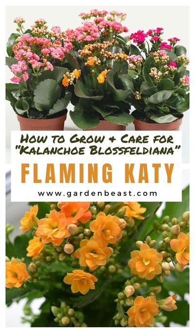 Florist Kalanchoe, Kalanchoe Succulents, Great Indoor Plants, Flaming Katy, Propagation Plants, Kalanchoe Flowers, Inside House Plants, Shade Plants Container, Rooting Plants