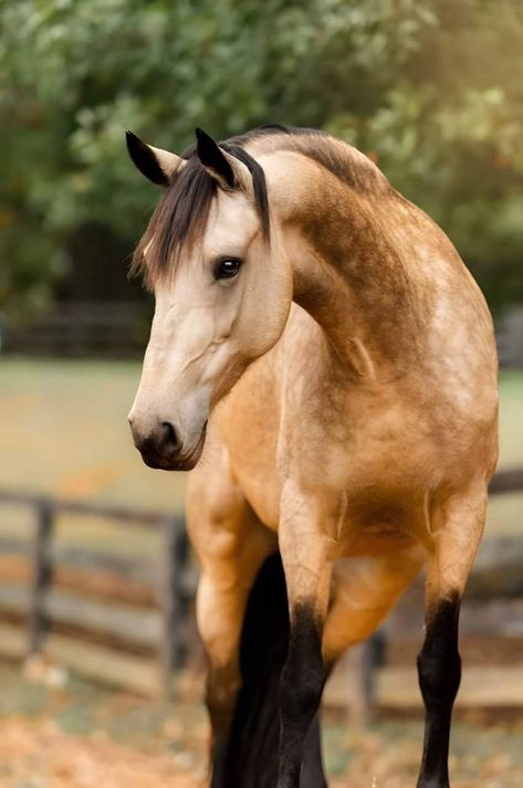 Horse Frontal View, Prettiest Wallpapers, Horse Reference Photos, Horses Photos, Horses Funny, Kemp Muhl, Buckskin Horse, Funny Horse Pictures, Wild Horses Photography