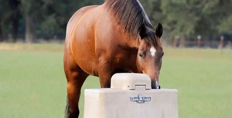 Automatic Horse Waterer, Horse Water Trough, Automatic Waterer, Horse Water, Classic Equine, Water Trough, Farm Layout, Water Bucket, Water Tank