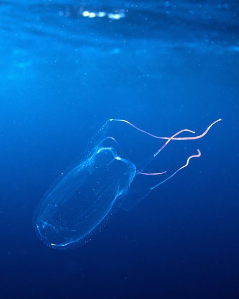 Beautiful demon. The box jellyfish takes the spotlight over sharks every single time. Although they are not deadly in Hawaii, box jellyfish HURT. And occasionally they can cause some more serious reactions. This particular animal had a layer of iridescent speckles on its bell while usually I’ve always seen them smooth. If any of you is into jellies, I have questions 🪼 #jellyfish #boxjellyfish #box #hawaii #underwaterphotography #photooftheday Beautiful Demon, Box Jellyfish, Pretty Box, Underwater Photography, Sharks, Jellyfish, Hawaii, Fish, Quick Saves