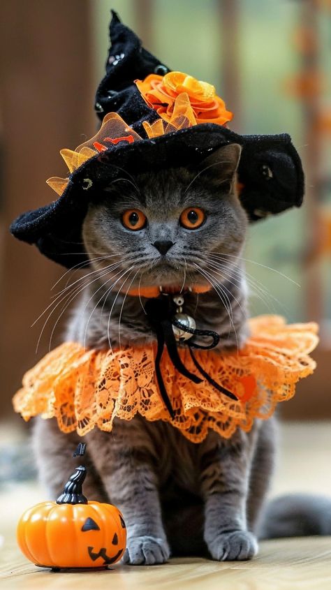 Kittens In Costumes, Halloween Costumes For Pets, Cat Costume Halloween, Kitten Costume, Halloween Cat Costume, Kitten Costumes, Halloween Cats, Grey Kitten, Cat Halloween Costume