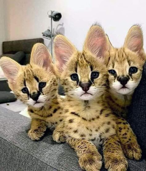 Savanna Cat, Aesthetic Scenery, Serval Cats, Insta Bio, Exotic Cats, Gorgeous Cats, Pretty Animals, Cheetahs, Silly Animals