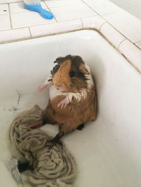 Guinea Pig Diy, Guinea Pigs Funny, Baby Guinea Pigs, Pet Guinea Pigs, Guinea Pig Care, Cute Guinea Pigs, Guinea Pig Cage, Cute Hamsters, Silly Animals