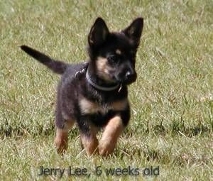 King Shepherd vs German Shepherd | Photo Comments German Shepherd Doberman, Shepard Puppy, Baby German Shepherds, King Shepherd, Doberman Shepherd, Doberman Mix, German Shepherd Photos, Puppy Breath, German Shepards