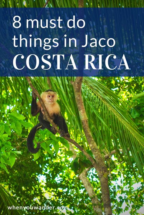 8 Incredible Things to do in Jaco, Costa Rica | When You Wander Jaco Beach Costa Rica, Jungle Wildlife, Jaco Costa Rica, Costa Rico, Cost Rica, Costa Rica With Kids, Costa Ric, Costa Rica Travel Guide, Costa Rica Beaches