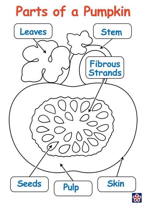 Free Printables of the Parts and Life-cycle of a Pumpkin | TeachersMag.com Parts Of Pumpkin Preschool, Parts Of A Pumpkin Craft Preschool, Pumpkin Parts Preschool, Life Cycle Of A Pumpkin Craft, Parts Of A Pumpkin Free Printable, Life Cycle Of A Pumpkin Free Printable, Parts Of A Pumpkin Preschool, Pumpkin Life Cycle Preschool, Pumpkin Cycle