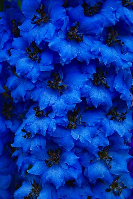 Blue delphiniums Note: when I used to pick bright blue slushees, my mom told me to pick something that occurred naturally.  Here you go mom!  Blue slushees all around! Background Beauty, Blue Stuff, Huawei Wallpapers, Nature Designs, Blue Things, Blue Delphinium, Blue Garden, Delphinium, Beautiful Blooms