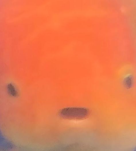 orange goldfish with wide eyes and open mouth Snap That Childs Back Goldfish, Fishes Reference, Animal Pfp Aesthetic, Chubby Goldfish, Goofy Fish, Fishbowl Pfp, Fat Goldfish, Fish Core, Goldfish Aesthetic